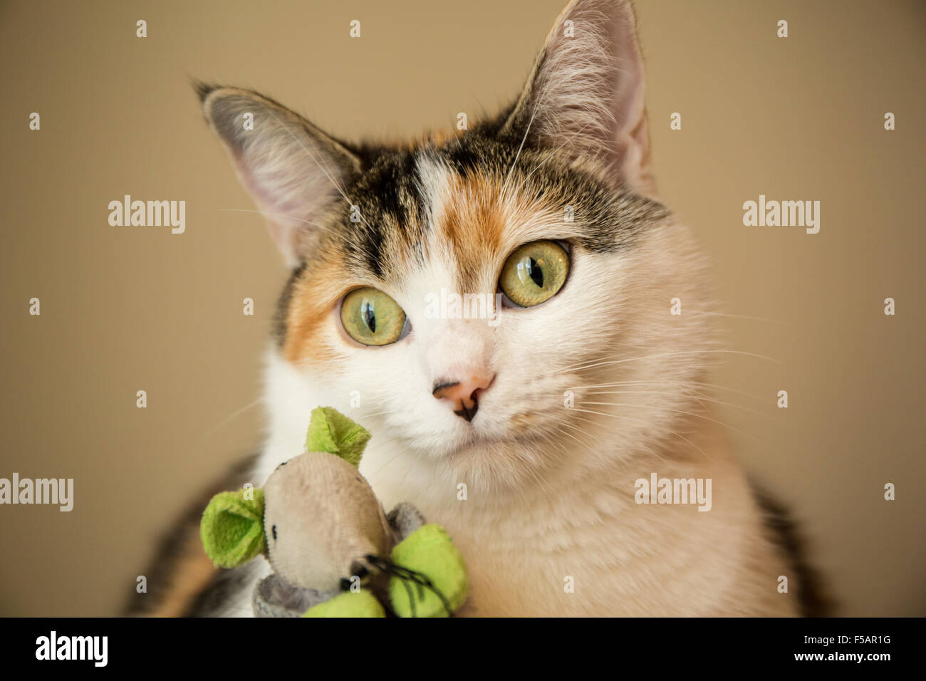 Portrait de Molly, un chat calico, avec son jouet souris préférés Banque D'Images