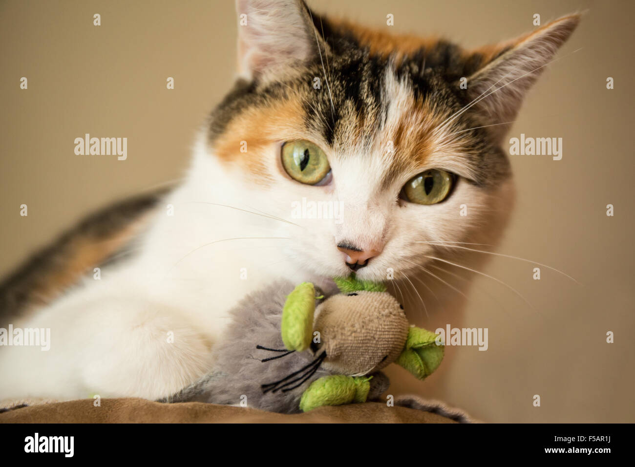 Portrait de Molly, un chat calico, tenant son jouet souris préférés Banque D'Images