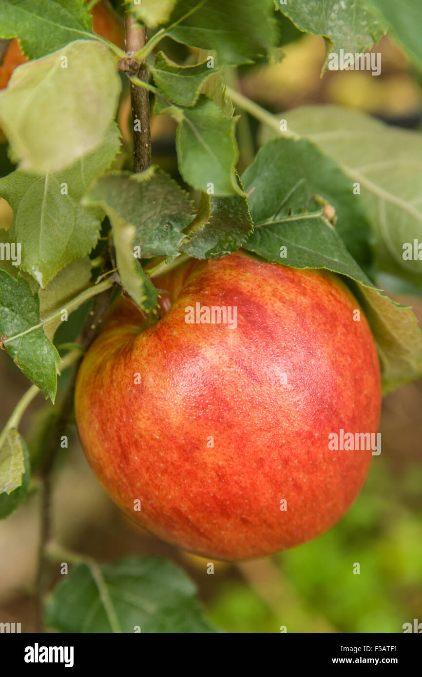 Jonagold Apple sur un arbre dans le verger familial Kiyokawa près de Hood River, Oregon, USA. Il s'agit d'arrêt # 18 sur la boucle de fruits 2014. Banque D'Images