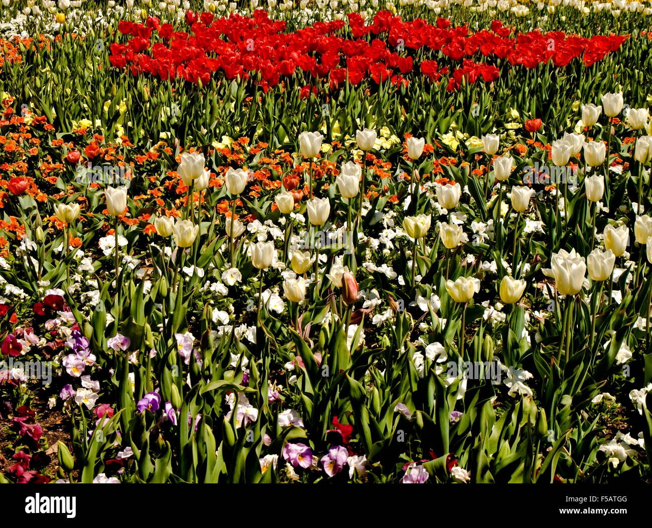 La masse de fleurs de printemps Banque D'Images