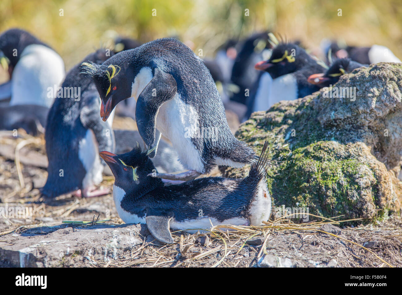 Les gorfous sauteurs en colonie, l'île plus sombre, îles Falkland. Banque D'Images