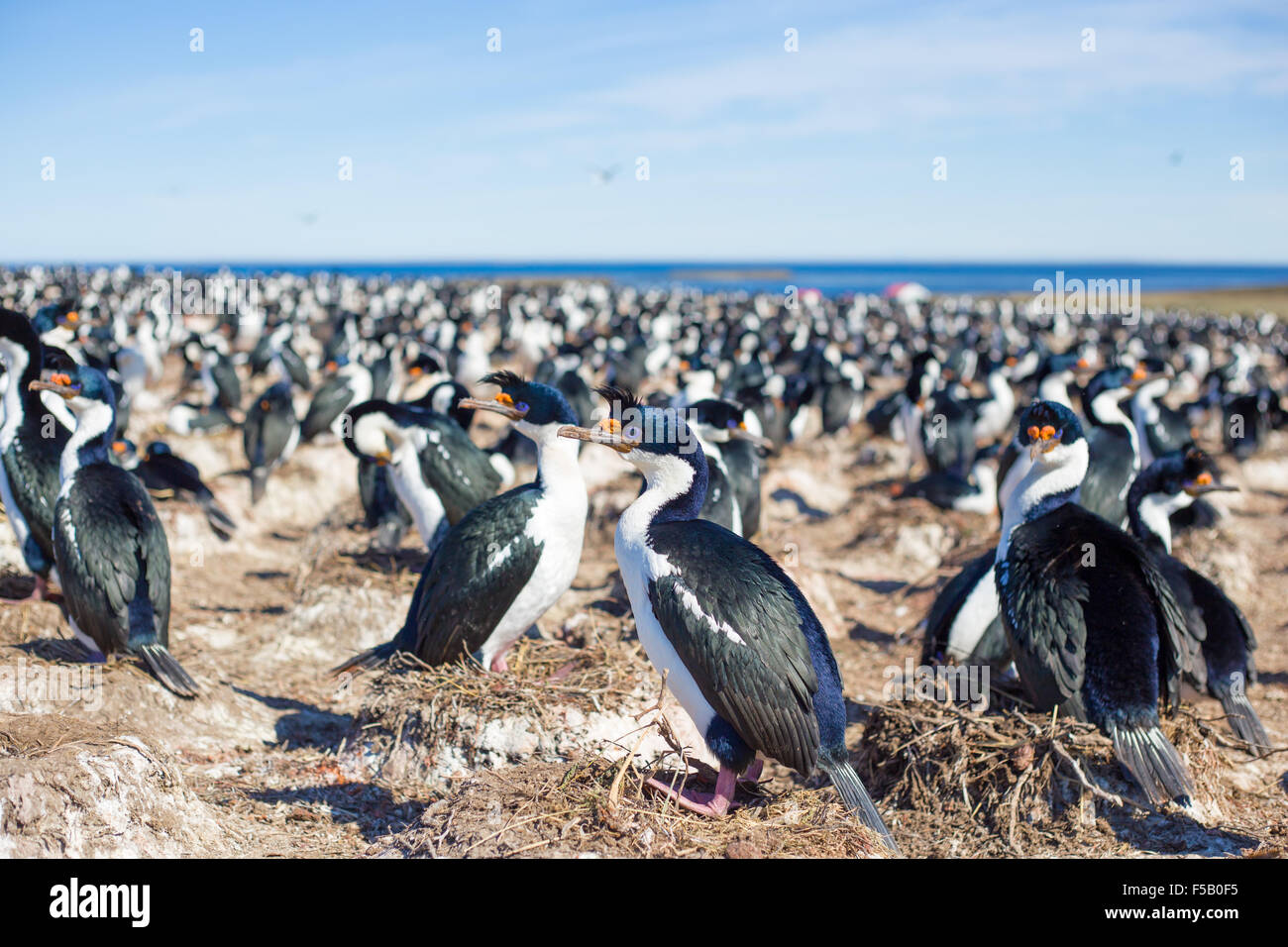 Colonie de cormorans impériaux, plus sombre à l'Île, Îles Falkland. Banque D'Images