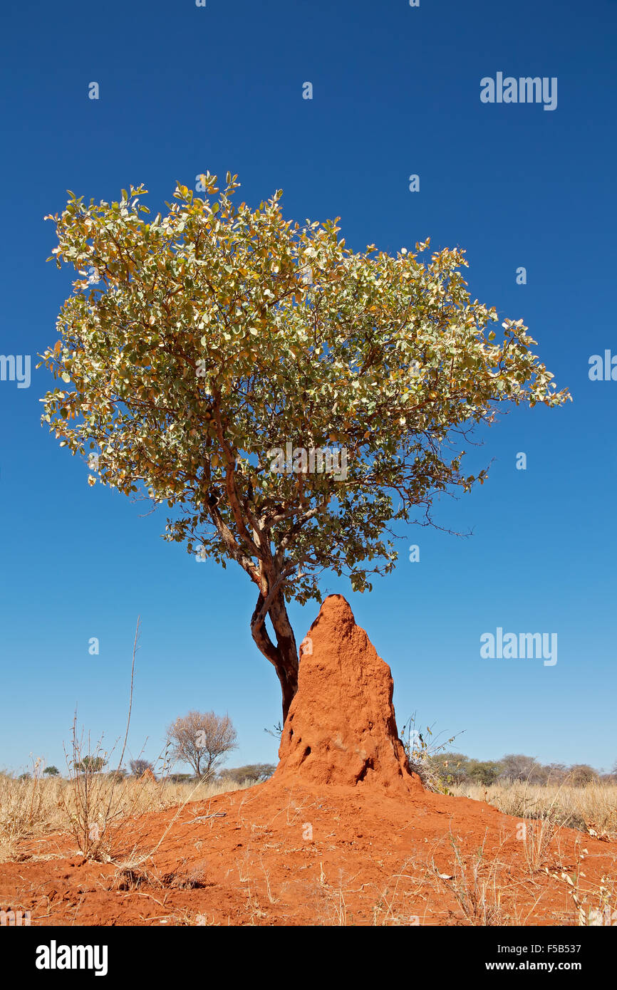Paysage avec un arbre et termitière contre un ciel bleu, dans le sud de l'Afrique Banque D'Images