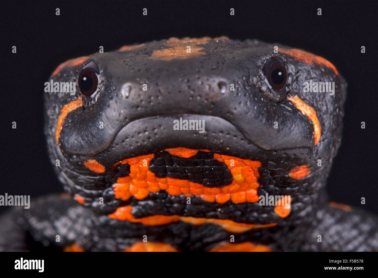 Laos (Laotriton laoensis warty newt) Banque D'Images