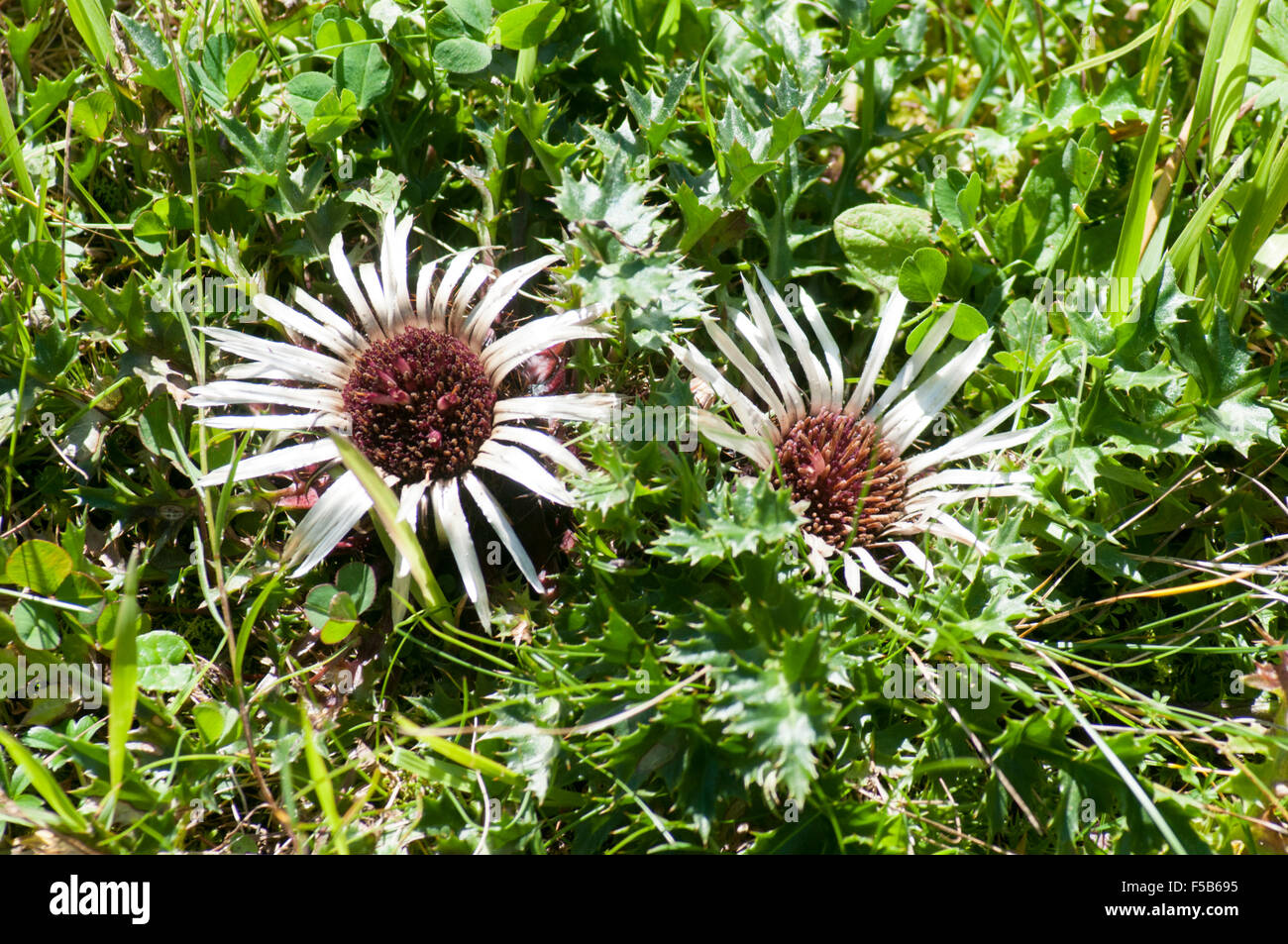 Carline acaule (Carlina acaulis) Chardon, (alias carline nain ou chardon chardon d'argent). Cette plante peut être utilisée pour aider foreca Banque D'Images