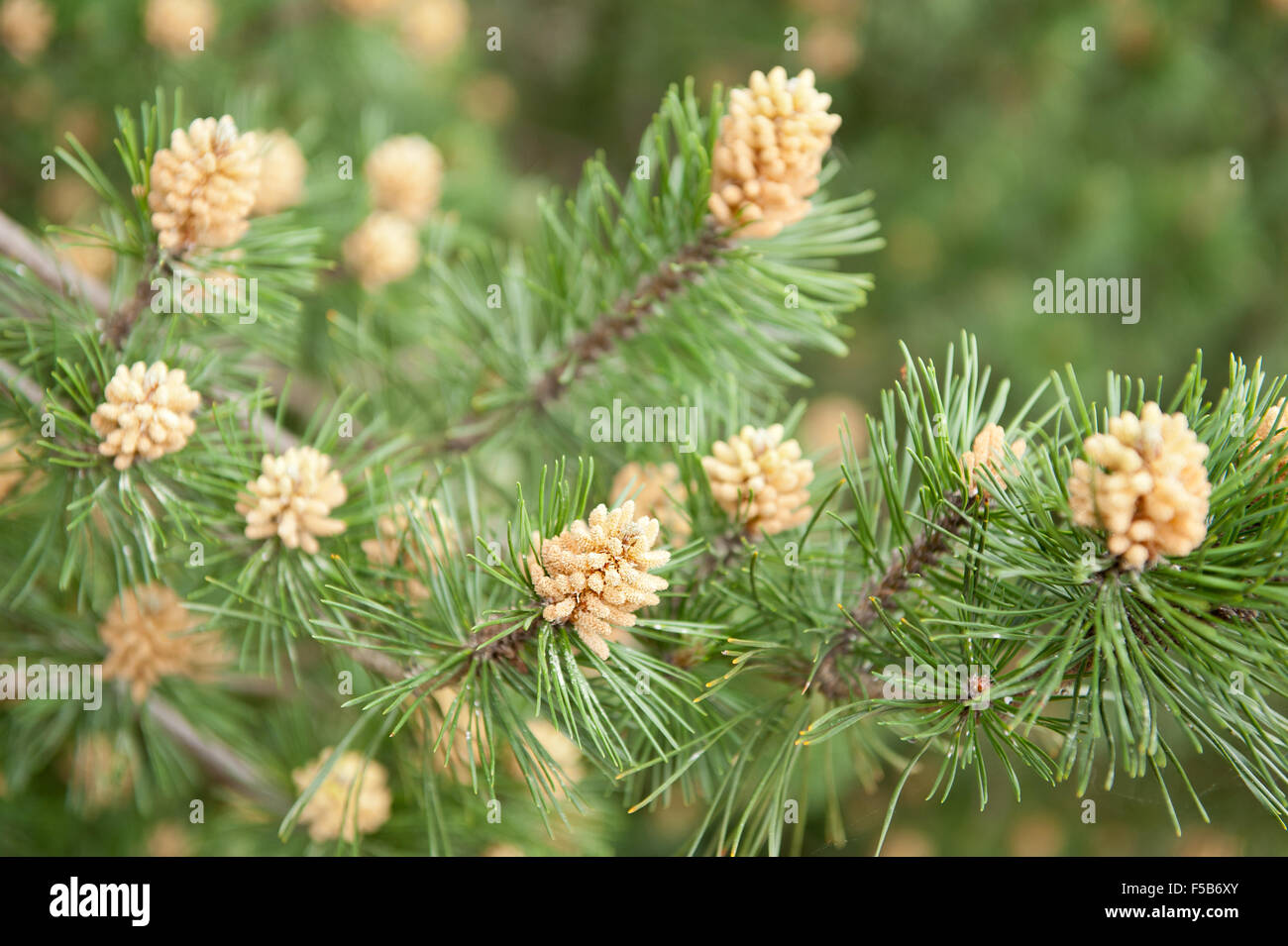 Pinus mugo pine plante en fleurs en mai, petit arbuste appelé pin de montagne ou rampante, pin frais printemps brun clair Banque D'Images