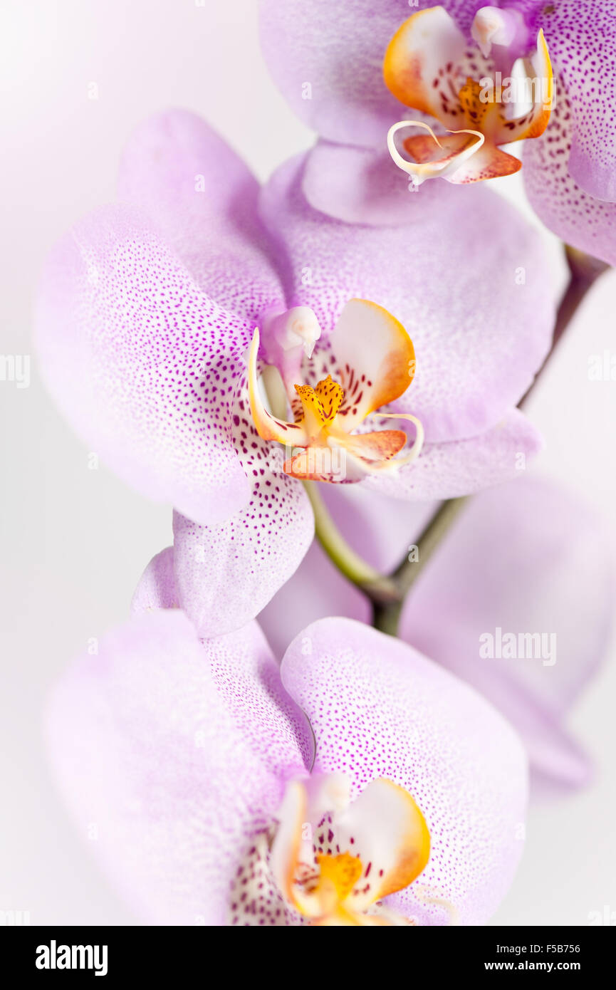 Orchidée mouchetée rose macro en fleurs, plantes détail dans la famille des Orchidacées, blanc tacheté de taches rose fleur jaune Banque D'Images