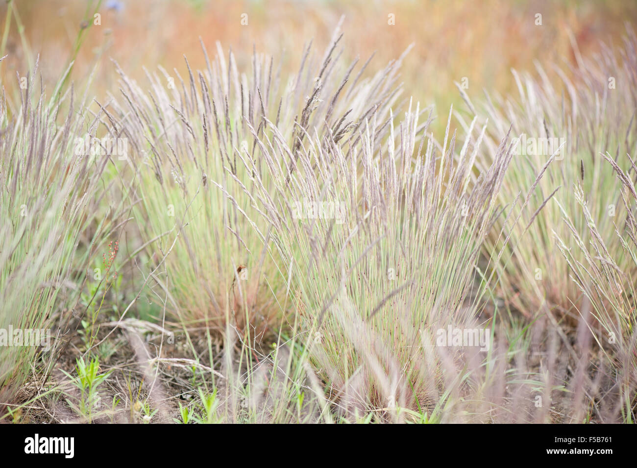 La floraison, de petites touffes d'herbe décorative gazon d'ornement avec seedheads croître en Pologne, les inflorescences des plantes libre ... Banque D'Images