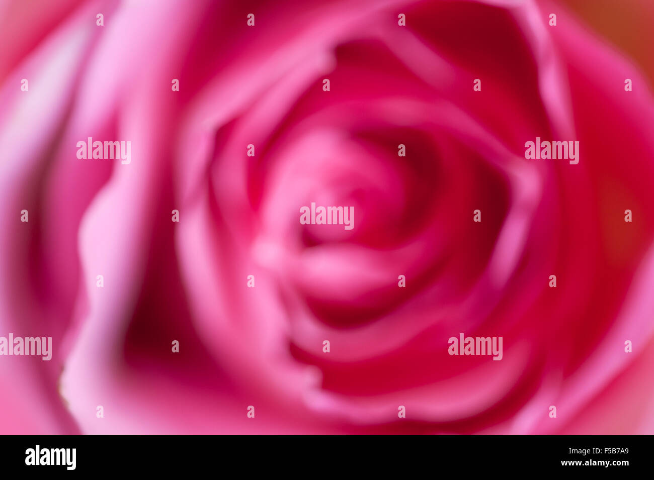 Rose rose pétales de fleurs floues, des problèmes de mise au point macro fleur en bouquet de mariage libre de flou artistique, suite nuptiale rose détail abstract... Banque D'Images