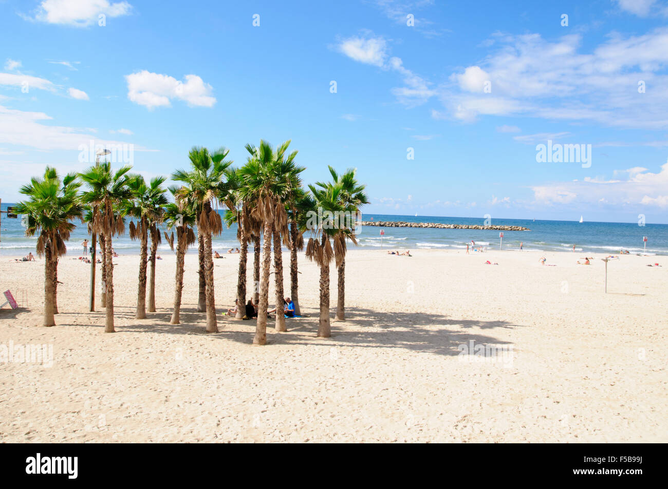 Palmiers sur la plage de Tel Aviv Banque D'Images