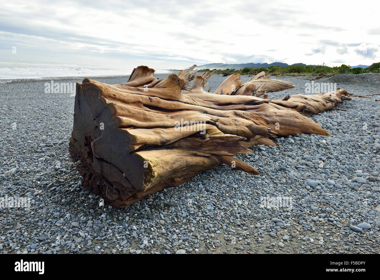New Zealand Native forest tree (probablement l'UGDI) échouée sur la plage sur la côte ouest sauvage de l'île du Sud, Nouvelle-Zélande Banque D'Images