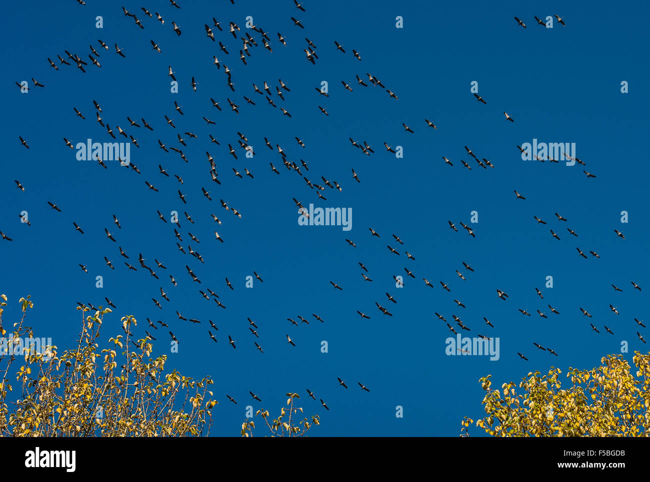 Herdecke, Allemagne. 06Th Nov, 2015. Regrouper les grues à Herdecke, Allemagne, 01 novembre 2015. Photo : Bernd Thissen/dpa/Alamy Live News Banque D'Images