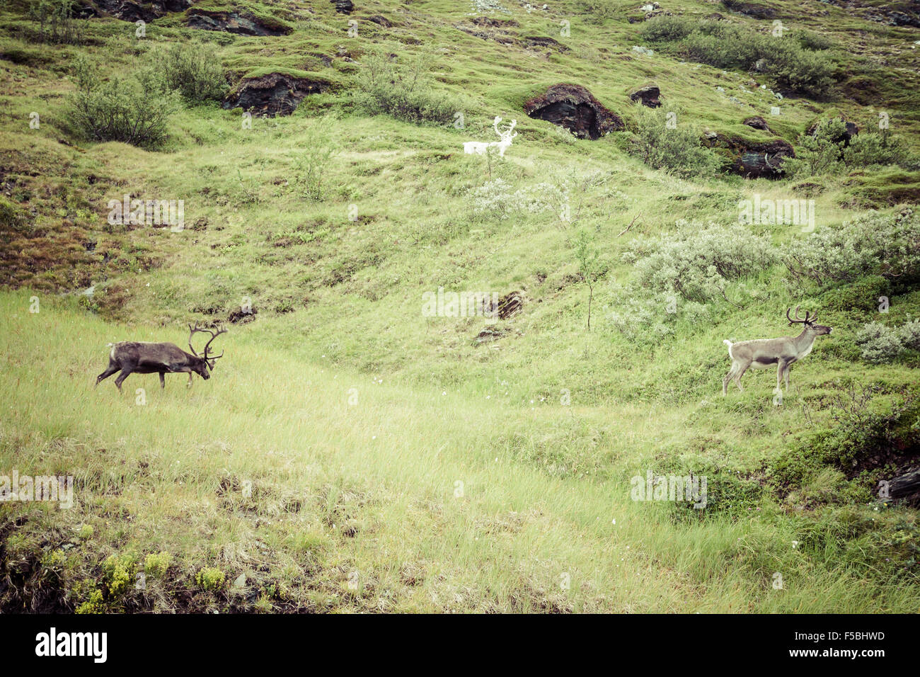 Troupeau de rennes dans la Norvège Banque D'Images