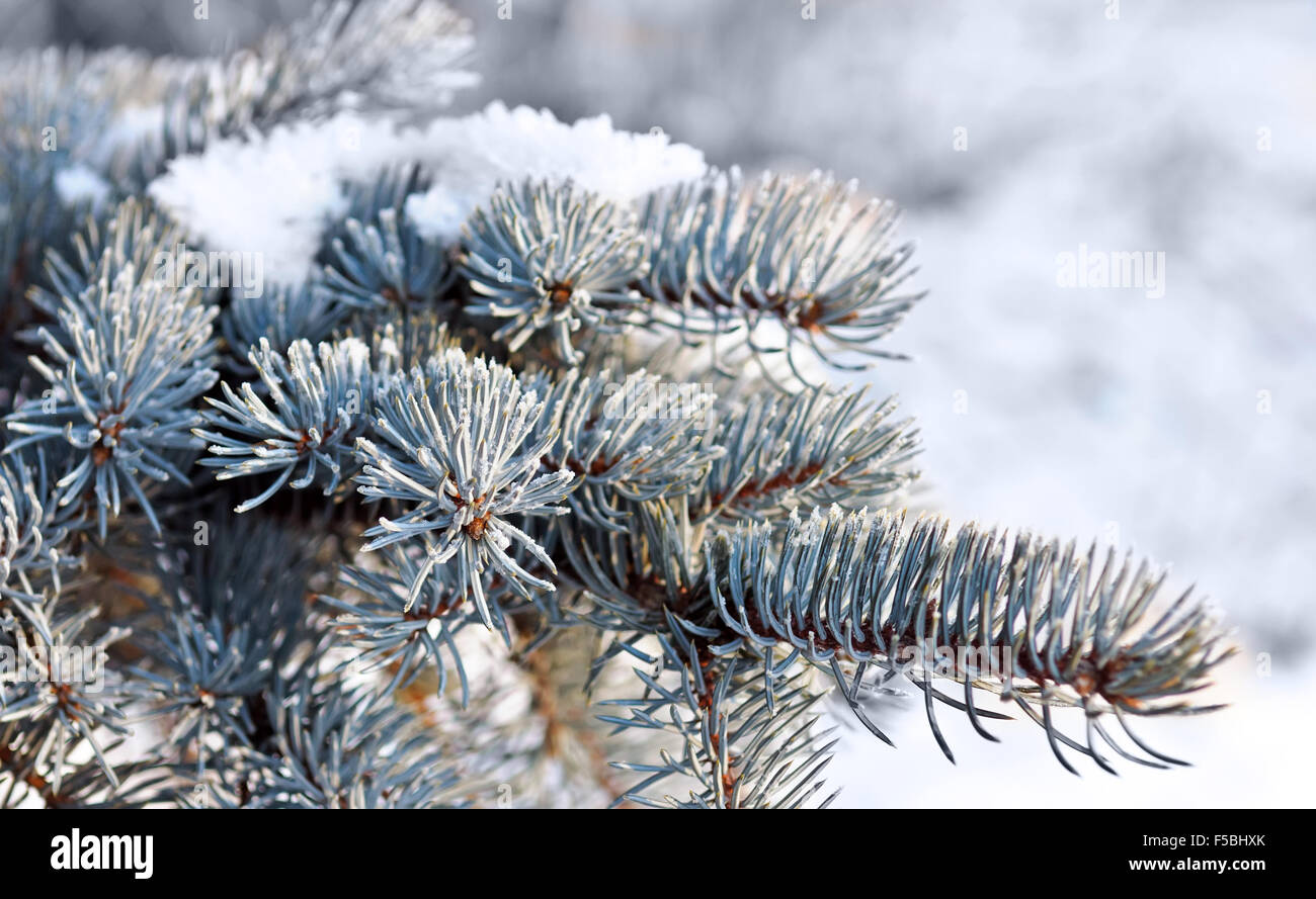 Evergreen sapin de Noël avec de la neige fraîche Banque D'Images