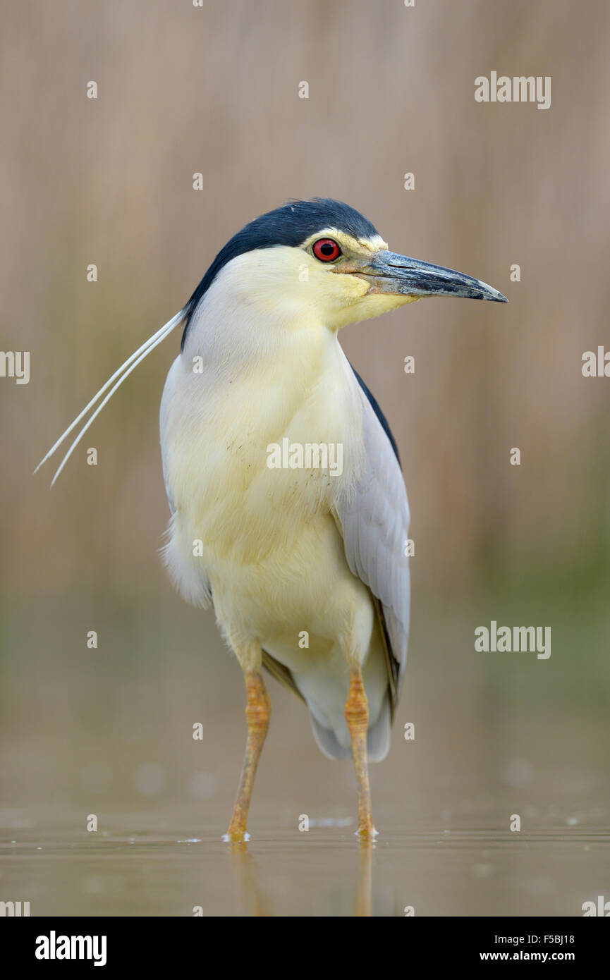 Bihoreau gris (Nycticorax nycticorax), adulte debout dans l'eau étang peu profond, le Parc National Kiskunság, Hongrie Banque D'Images
