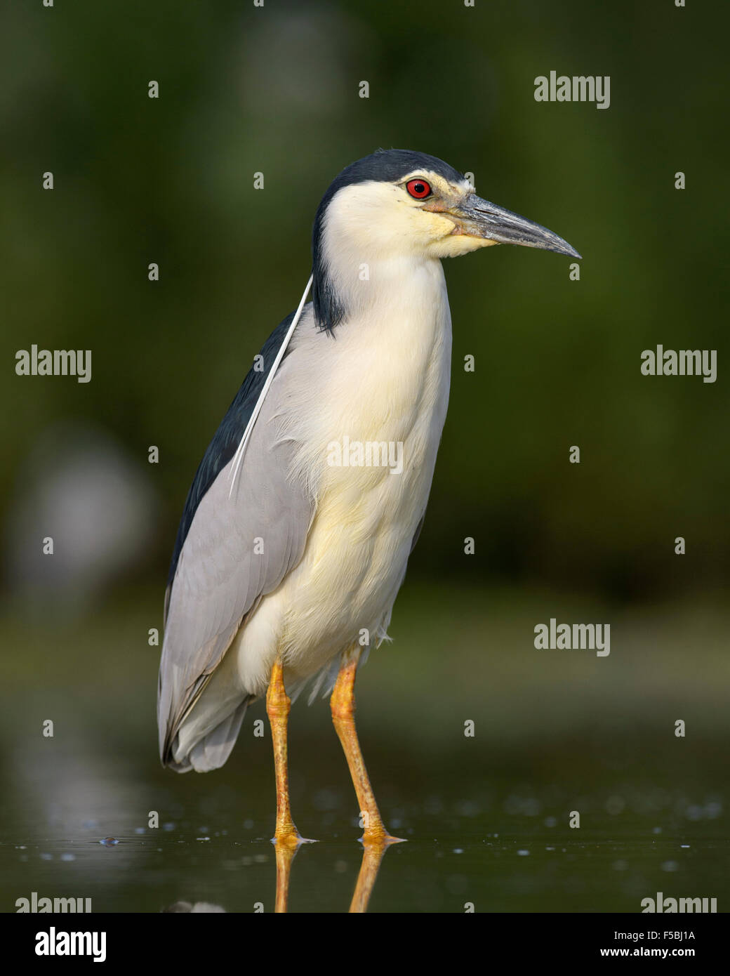 Bihoreau gris (Nycticorax nycticorax), adulte debout dans l'eau étang peu profond, le Parc National Kiskunság, Hongrie Banque D'Images