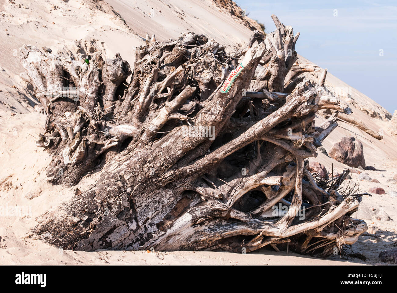 Gros débris jetés sur une plage de sable fin Banque D'Images