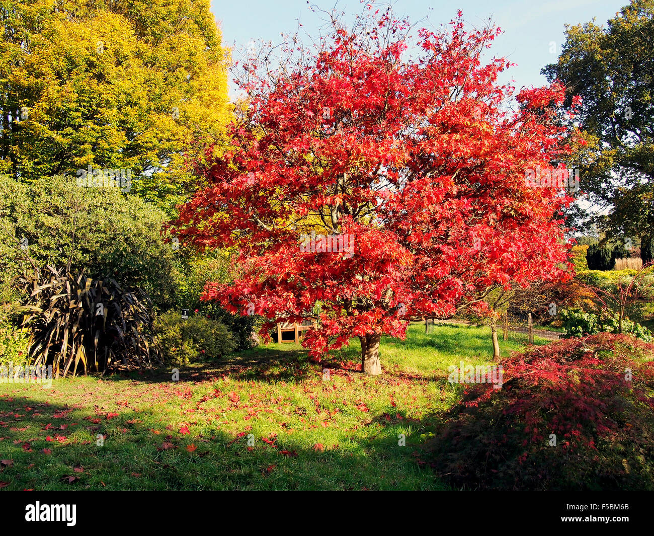 La couleur des feuilles d'automne vives d'un Acer palmatum 'atusumarae» Hilllier à Sir Harold Gardens, Hampshire, Angleterre. Banque D'Images