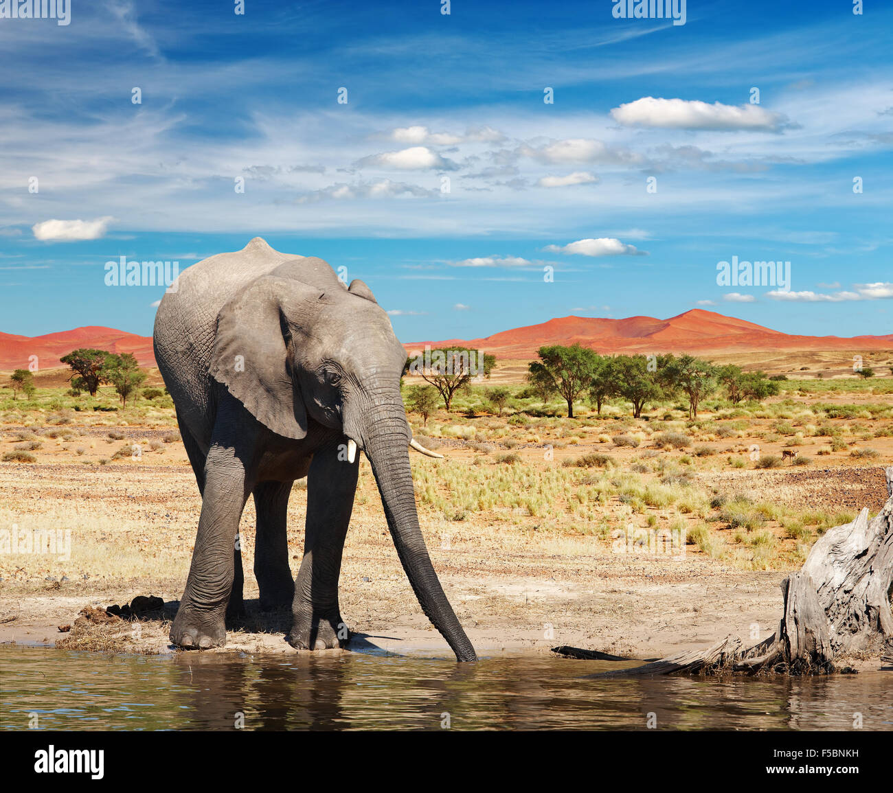 Dans l'éléphant de savane africaine potable Banque D'Images