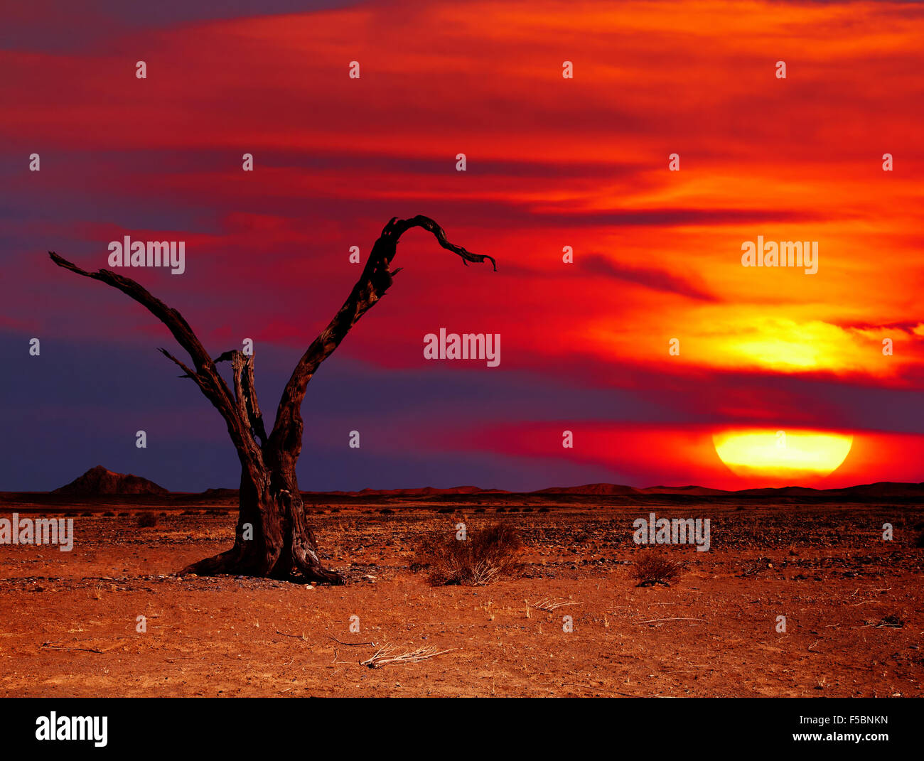 Paysage désertique avec arbre mort au coucher du soleil Banque D'Images
