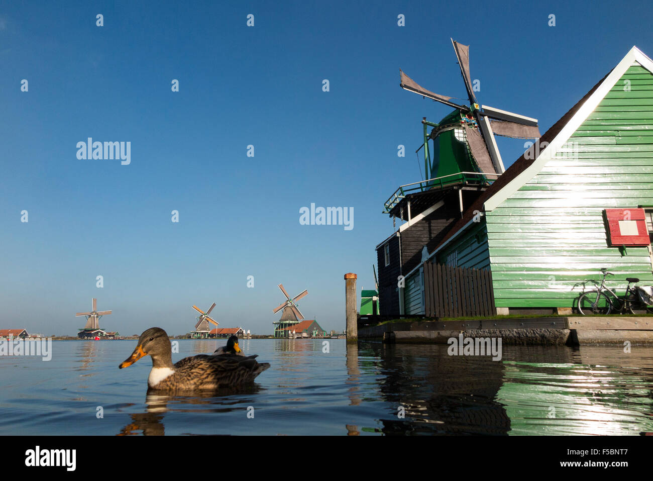 Dutch windmills / moulins à vent / moulin / moulins à vent de Zaanse Schans, Hollande, Pays-Bas. Ciel bleu et soleil / ciel ensoleillé. Banque D'Images