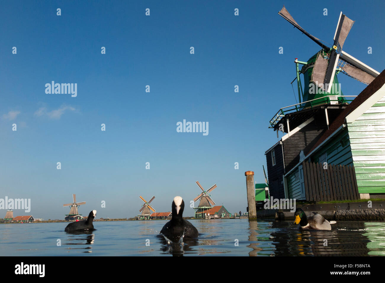 Dutch windmills / moulins à vent / moulin / moulins à vent de Zaanse Schans, Hollande, Pays-Bas. Ciel bleu et soleil / ciel ensoleillé. Banque D'Images