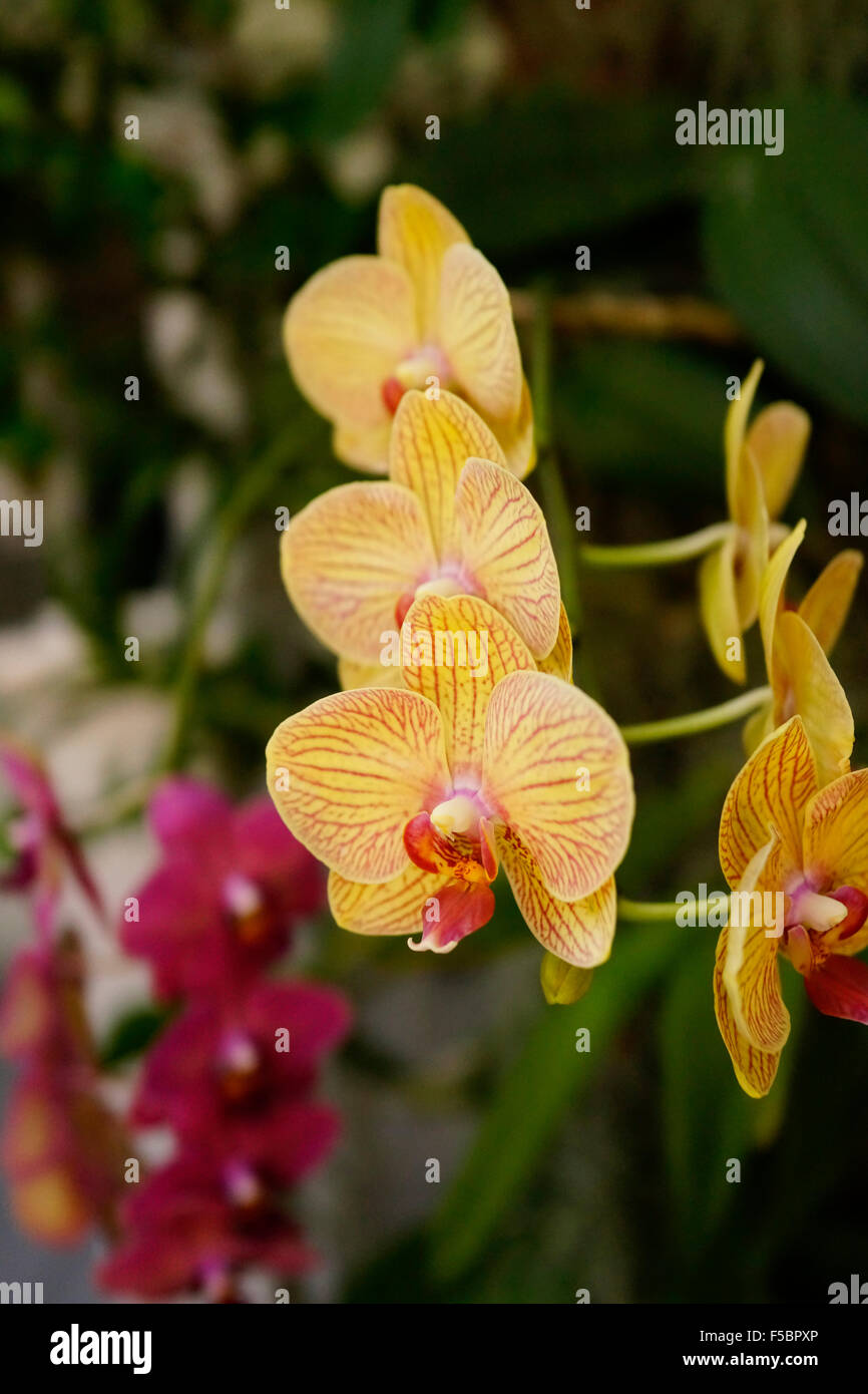 Orchidées phalaenopsis ou orchidée papillon de Key West, Floride USA avec fond sombre Banque D'Images Orchidées phalaenopsis ou orchidée papillon de Key West, Floride USA avec fond sombre Banque D'Images