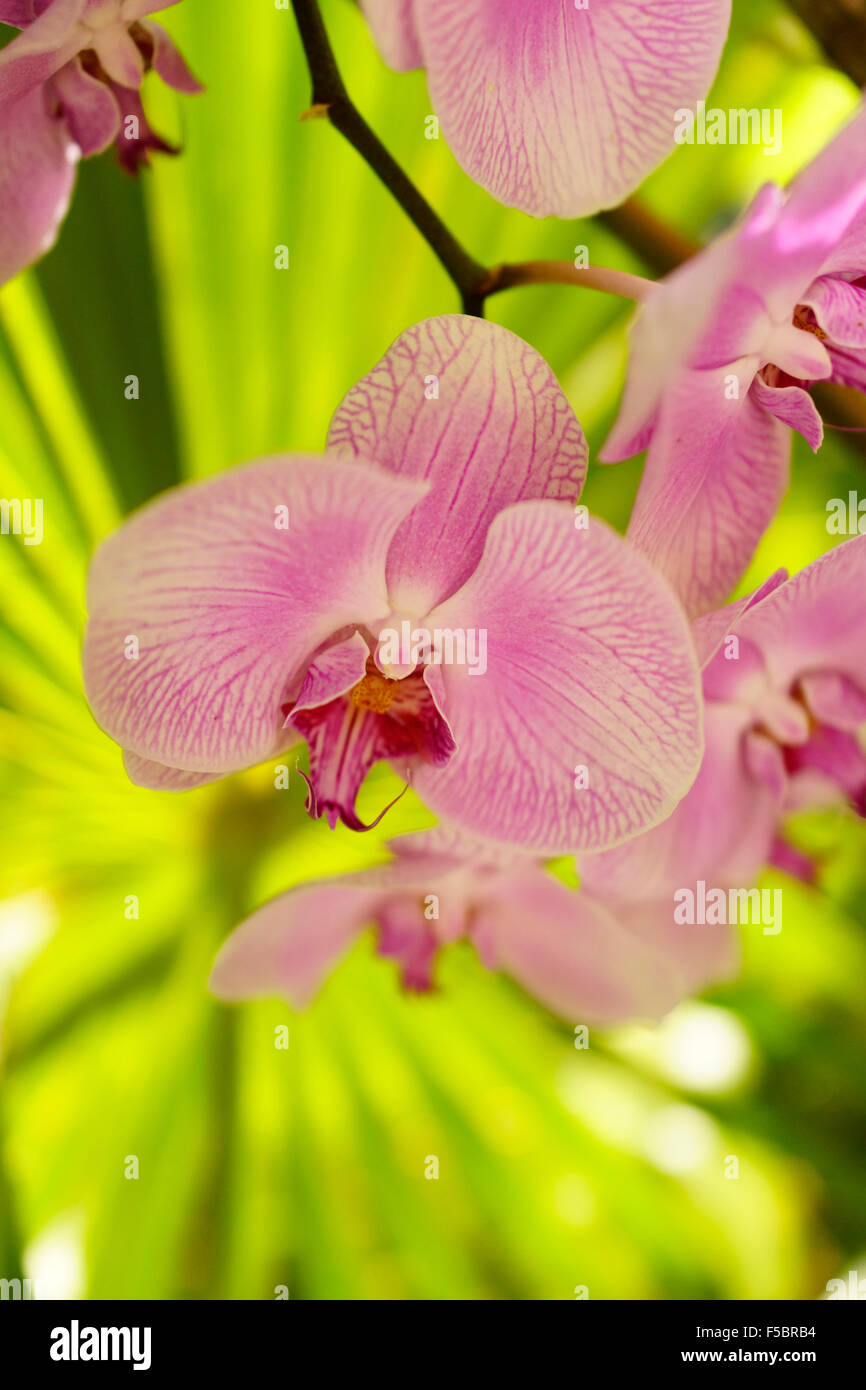 Orchidée Phalaenopsis, Key West Florida USA avec fond vert lumineux Banque D'Images Orchidée Phalaenopsis, Key West Florida USA avec fond vert lumineux Banque D'Images