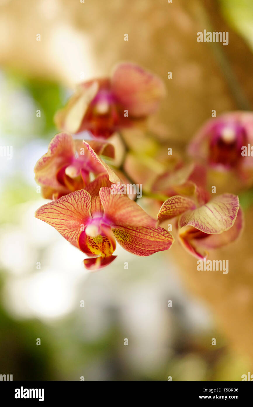 Orchidées phalaenopsis ou orchidée papillon de Key West, Floride USA Voyages Banque D'Images Orchidées phalaenopsis ou orchidée papillon de Key West, Floride USA Voyages Banque D'Images