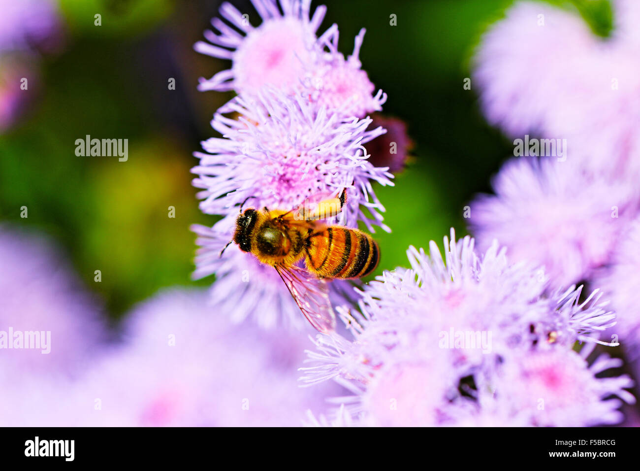 Carde commun Bee, Dorset Banque D'Images