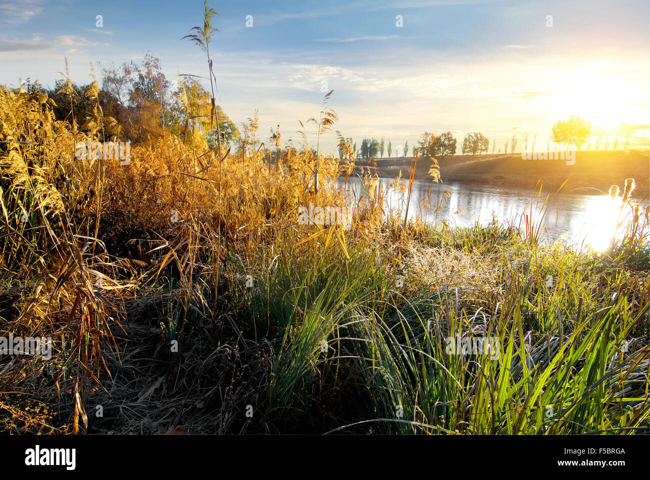 De l'herbe sèche sur automne rivière au lever du soleil Banque D'Images