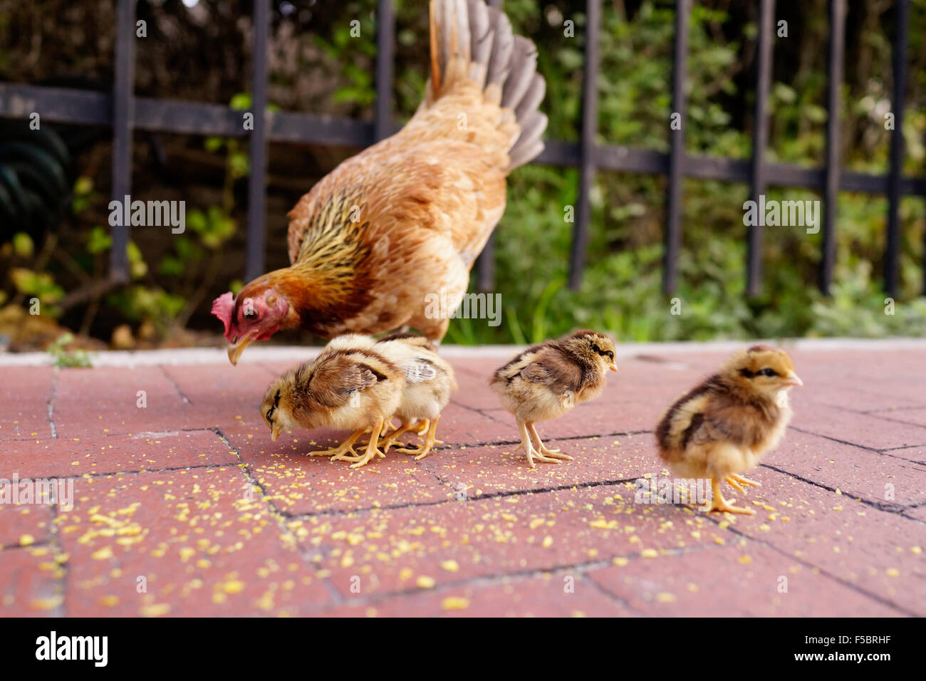 Poule avec ses poussins de manger sur un trottoir de brique locale, Key West Florida USA Voyages Banque D'Images Poule avec ses poussins de manger sur un trottoir de brique locale, Key West Florida USA Voyages Banque D'Images