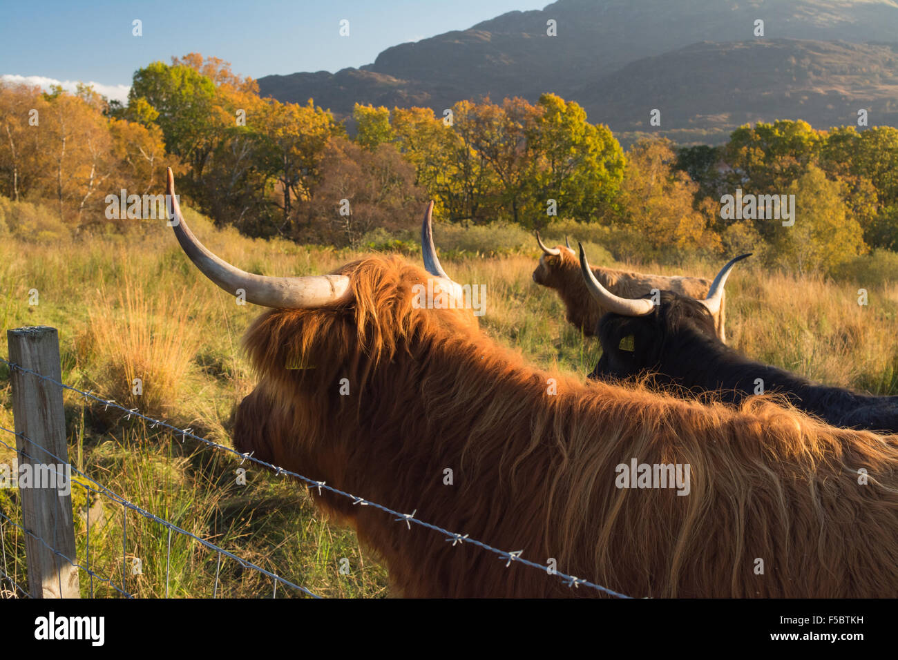 Loch Katrine, Ecosse, UK - 1 novembre 2015 : Royaume-Uni : la météo de l'Highland cattle manteaux correspondent aux couleurs d'une belle journée d'automne parfaitement, comme ils garder les yeux sur l'agriculteur, l'espoir d'être nourris Banque D'Images
