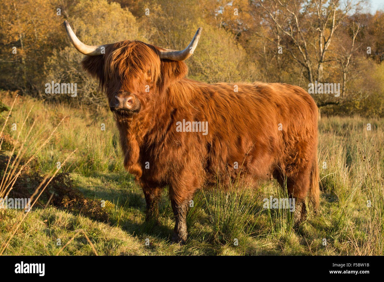 Loch Katrine, Ecosse, UK - 1 novembre 2015 : Royaume-Uni : la météo de l'Highland cattle manteaux correspondent aux couleurs d'une belle journée d'automne parfaitement, comme ils garder les yeux sur l'agriculteur, l'espoir d'être nourris Banque D'Images