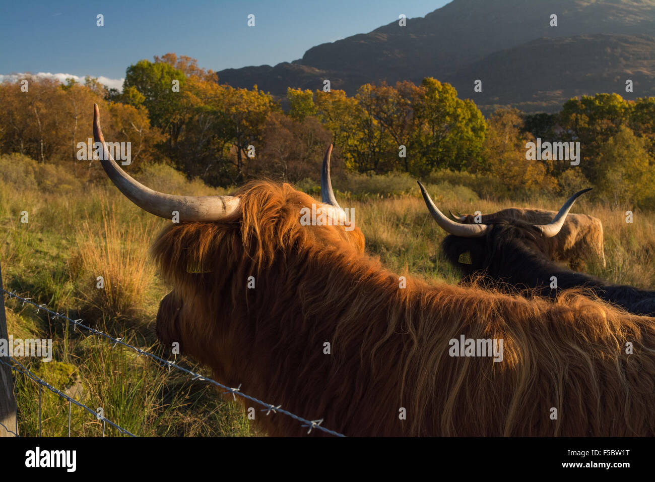 Loch Katrine, Ecosse, UK - 1 novembre 2015 : Royaume-Uni : la météo de l'Highland cattle manteaux correspondent aux couleurs d'une belle journée d'automne parfaitement, comme ils garder les yeux sur l'agriculteur, l'espoir d'être nourris Banque D'Images