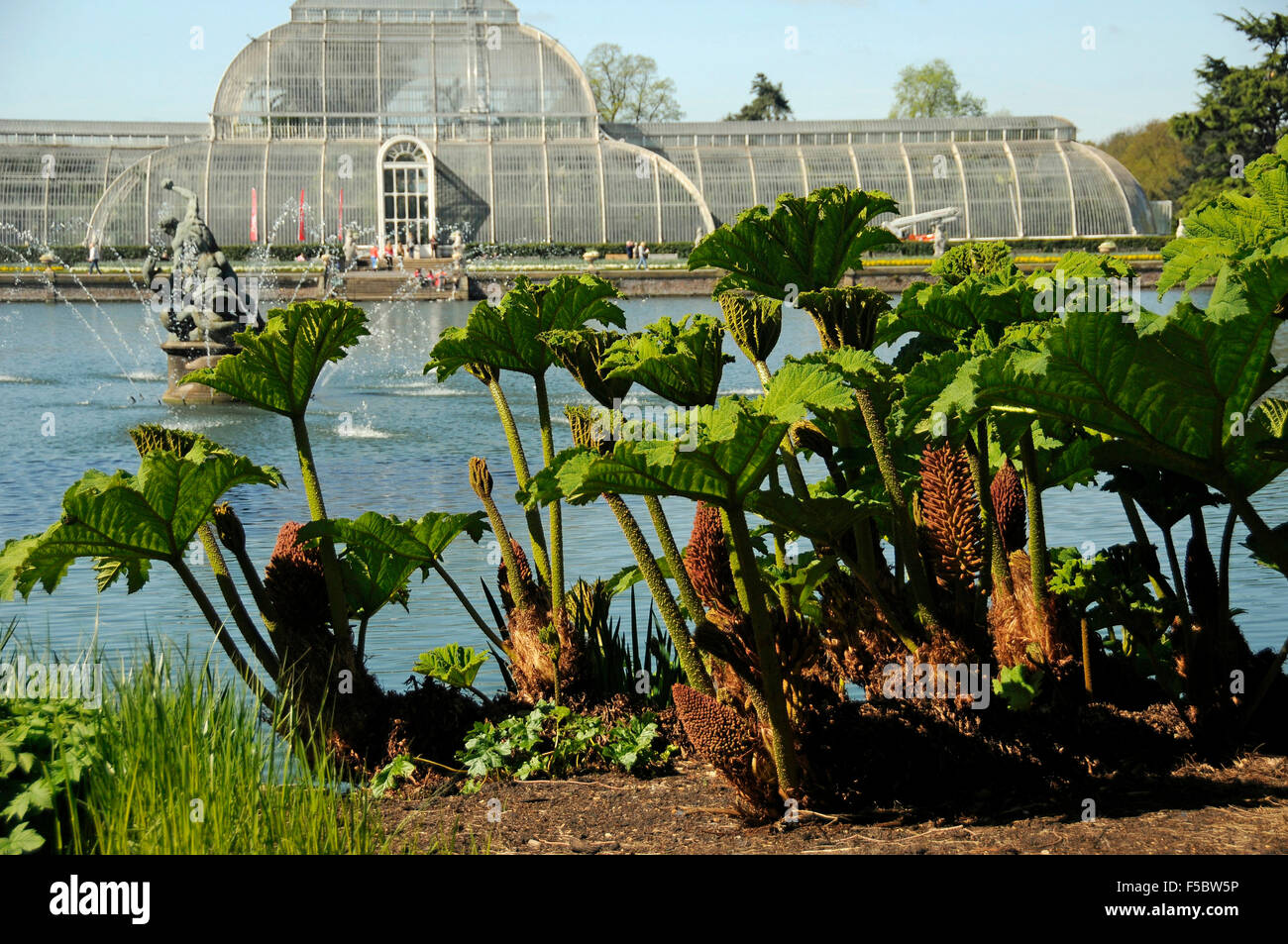 L'Palmhouse et lac avec fontaine d'Hercule et de feuilles de rhubarbe géante à Kew Gardens Londres Banque D'Images