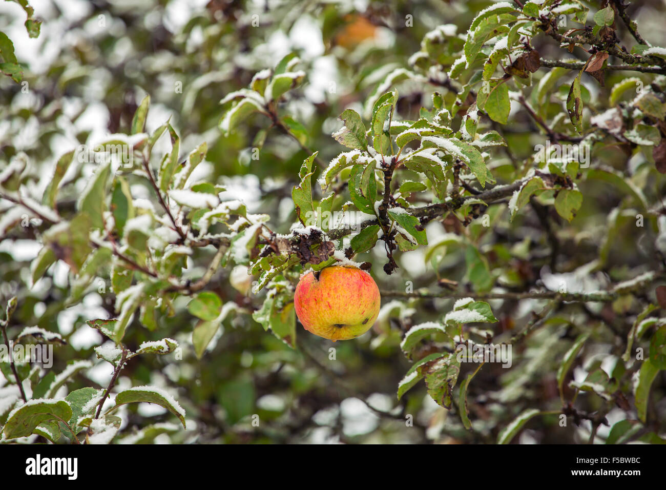 Pomme Rouge sur une branche sous la neige Banque D'Images