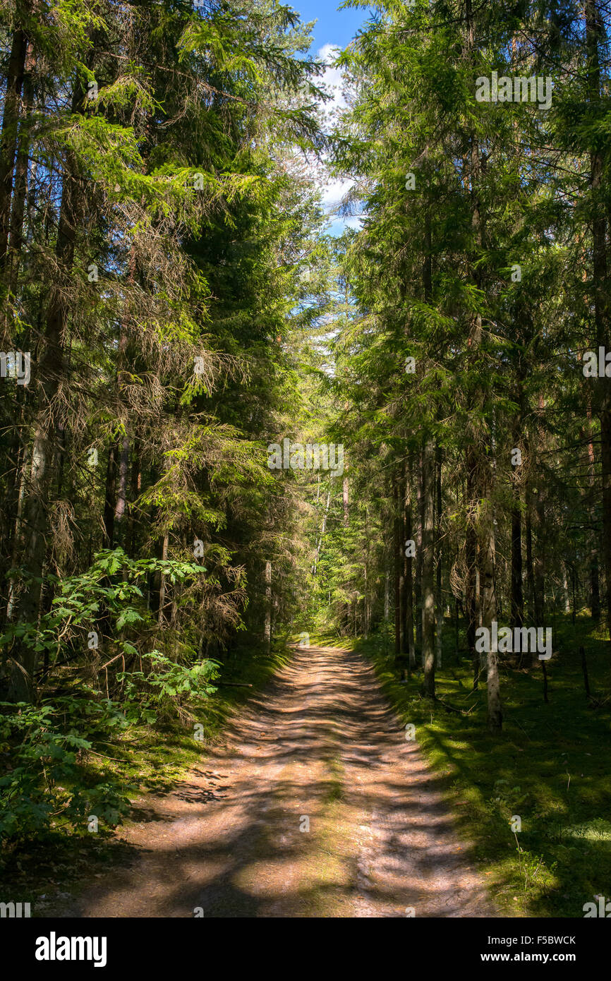 La route à travers la forêt de pins en Biélorussie Banque D'Images
