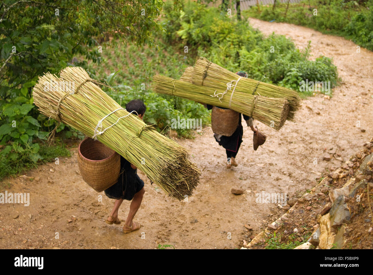 Certaines femmes portent le bambou dans le chemin de Sapa pour les villages de Lao Chai et Ta Van. Le Vietnam. Banque D'Images