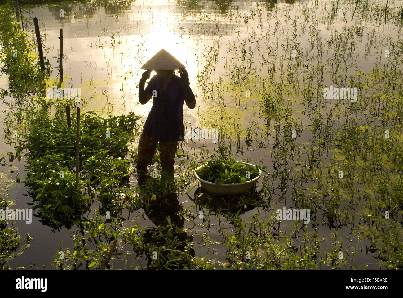 Les femmes ayant tendance champs. Hoi An, Vietnam. Vietnam, province de Quang Nam, autour de Hoi An, les champs de riz. Banque D'Images