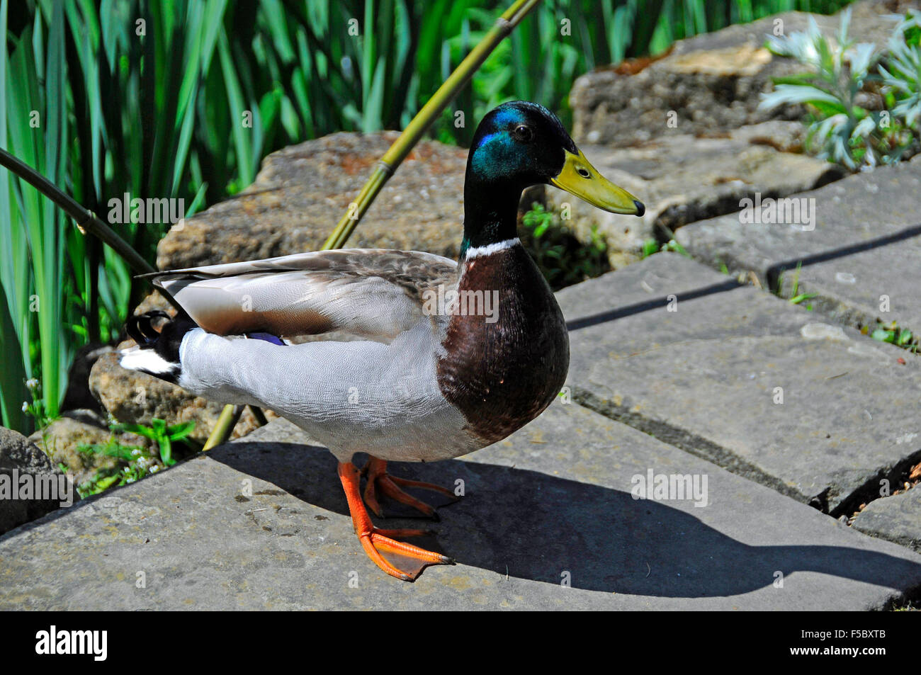 Canard curieux jette une ombre debout à côté d'un étang à Kew Gardens, Londres, Angleterre Banque D'Images