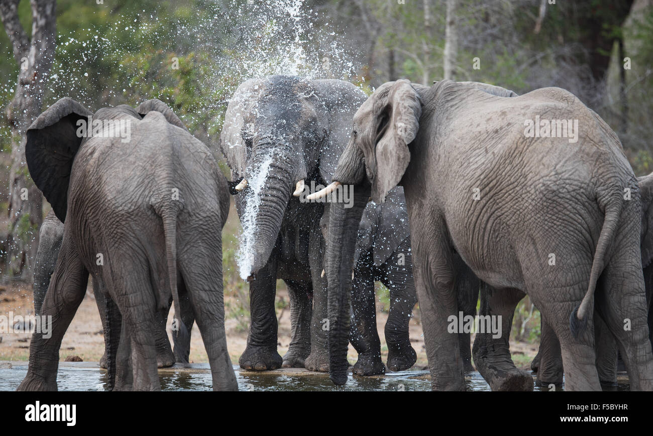 Les projections de l'éléphant lui-même avec de l'eau dans le troupeau parmi Banque D'Images