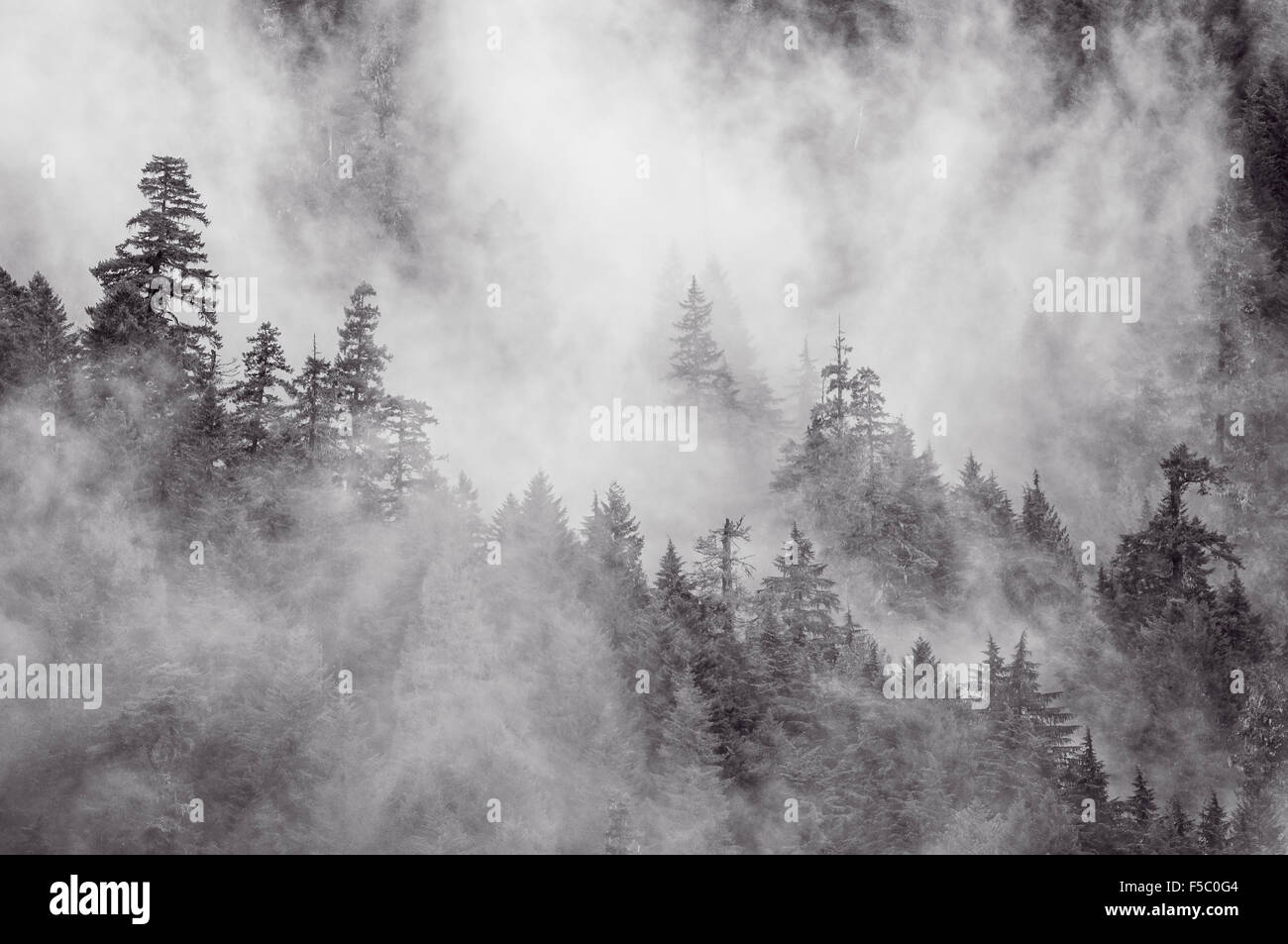 Le brouillard et la forêt ; Forêt nationale de Willamette au-dessus du réservoir de la Rivière Bleue, des cascades, de l'Oregon. Banque D'Images