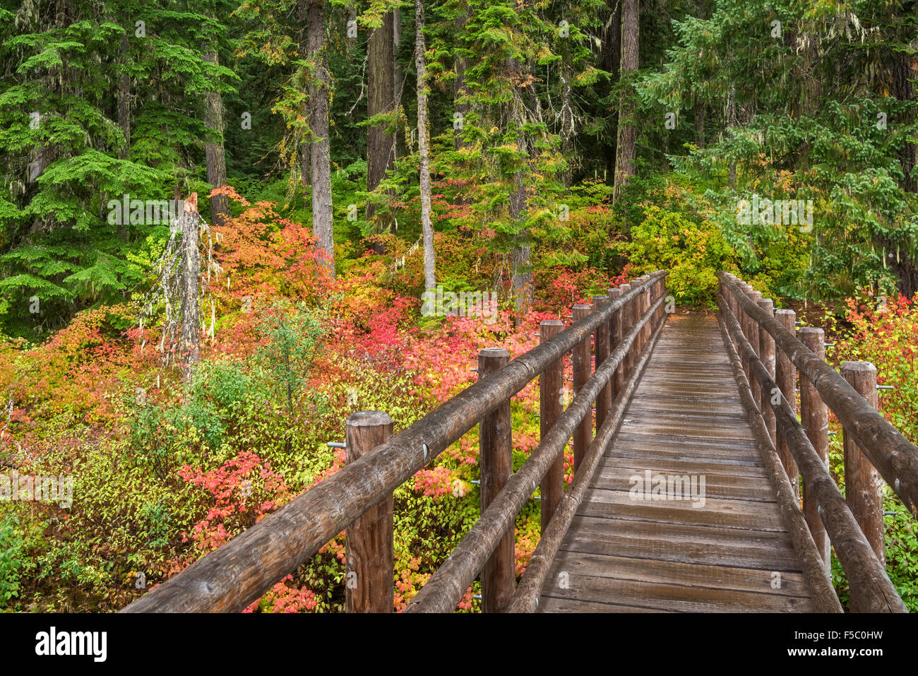 La couleur de l'automne sur la rivière McKenzie sentier près de Clear Lake, Oregon. Banque D'Images