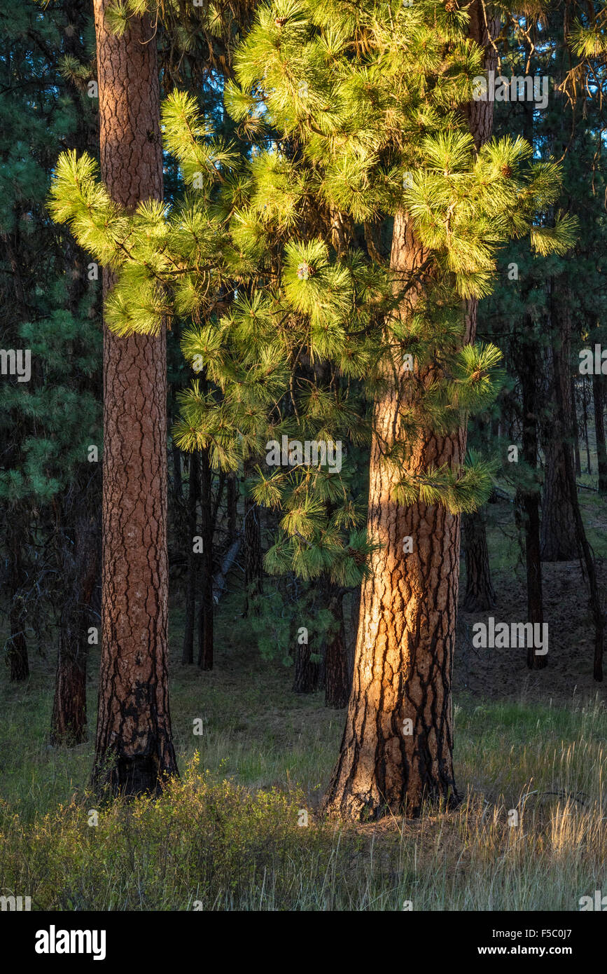 Arbres de pin ponderosa, Ochoco National Forest, easetern l'Oregon. Banque D'Images