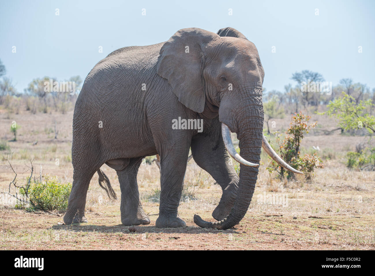 Elephant bull reposant sa malle sur le terrain dans le Parc National Kruger Banque D'Images
