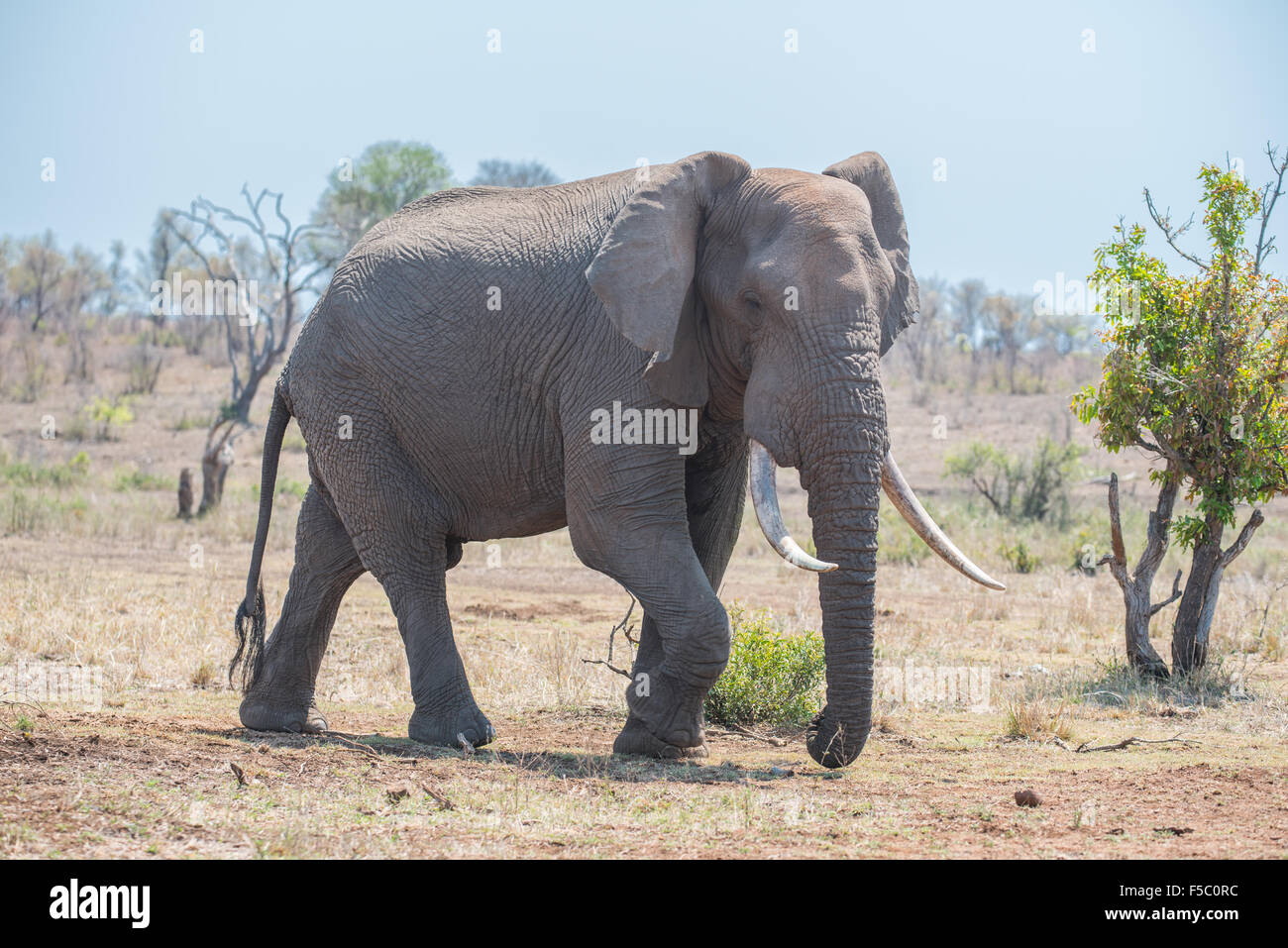 Bull sur les éléphants dans le Parc National Kruger Banque D'Images