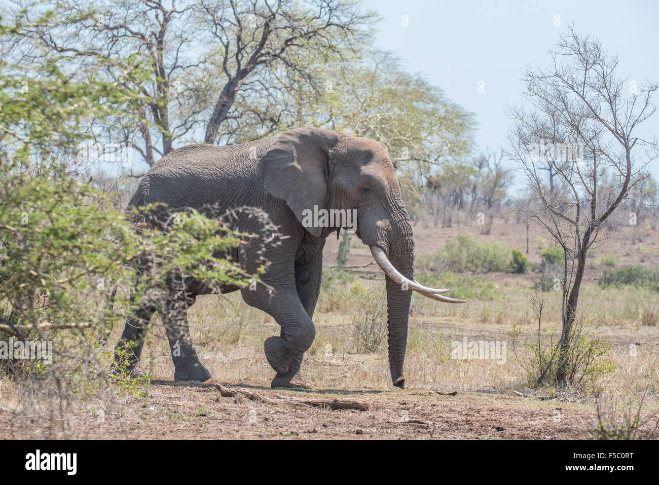 Un éléphant marche bull de derrière un arbre d'Acacia Banque D'Images