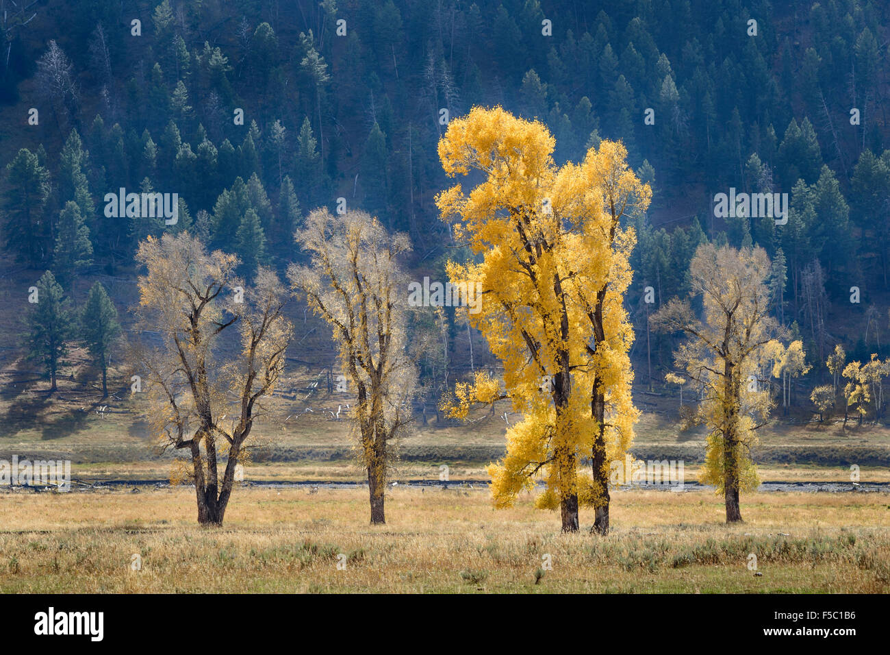 Peupliers dans Lamar Valley, le Parc National de Yellowstone, Wyoming. Banque D'Images