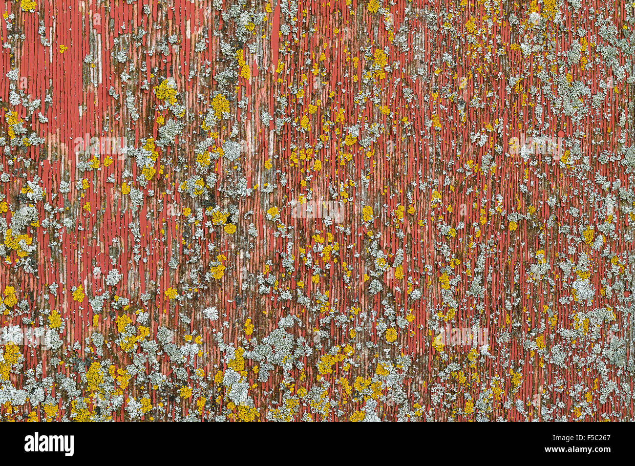 Il y a plus de lichen accroché à ce bois puis maintenant la peinture rouge peeling. Banque D'Images